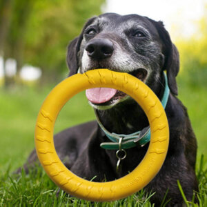 Dogs Training Flying Ring Rubber Chew Toy